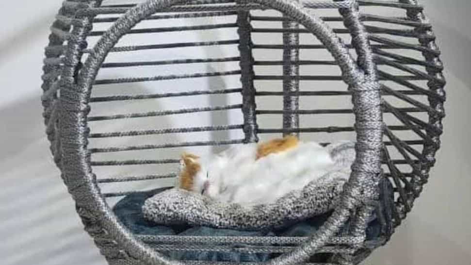 Tahran'da köpekler ve kediler için rahatlama salıncakları satın almak